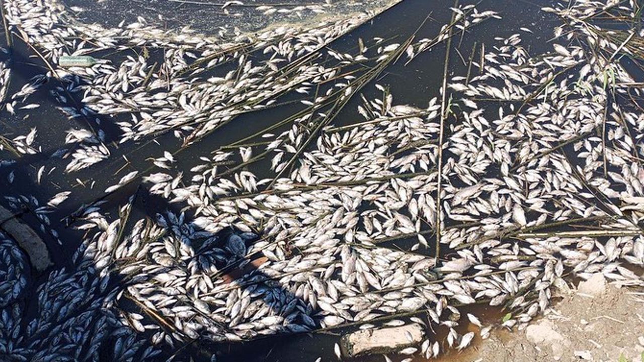 Büyük Menderes Havzası'nda toplu balık ölümleri!