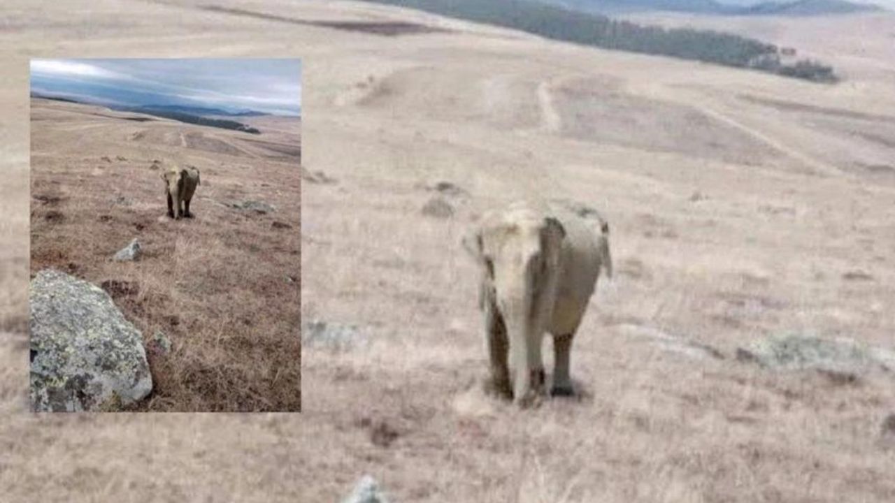 Ardahan'da çobanın çektiği fil fotoğrafı, ekipleri alarma geçirdi! Valilikten açıklama geldi