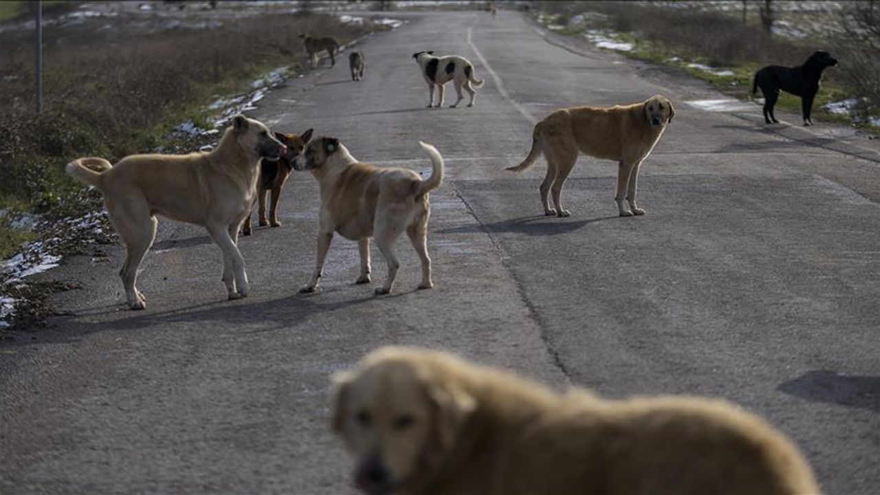 Bakan Yumaklı'dan sahipsiz köpekler açıklaması: Ülke gündeminden çıkaracağız