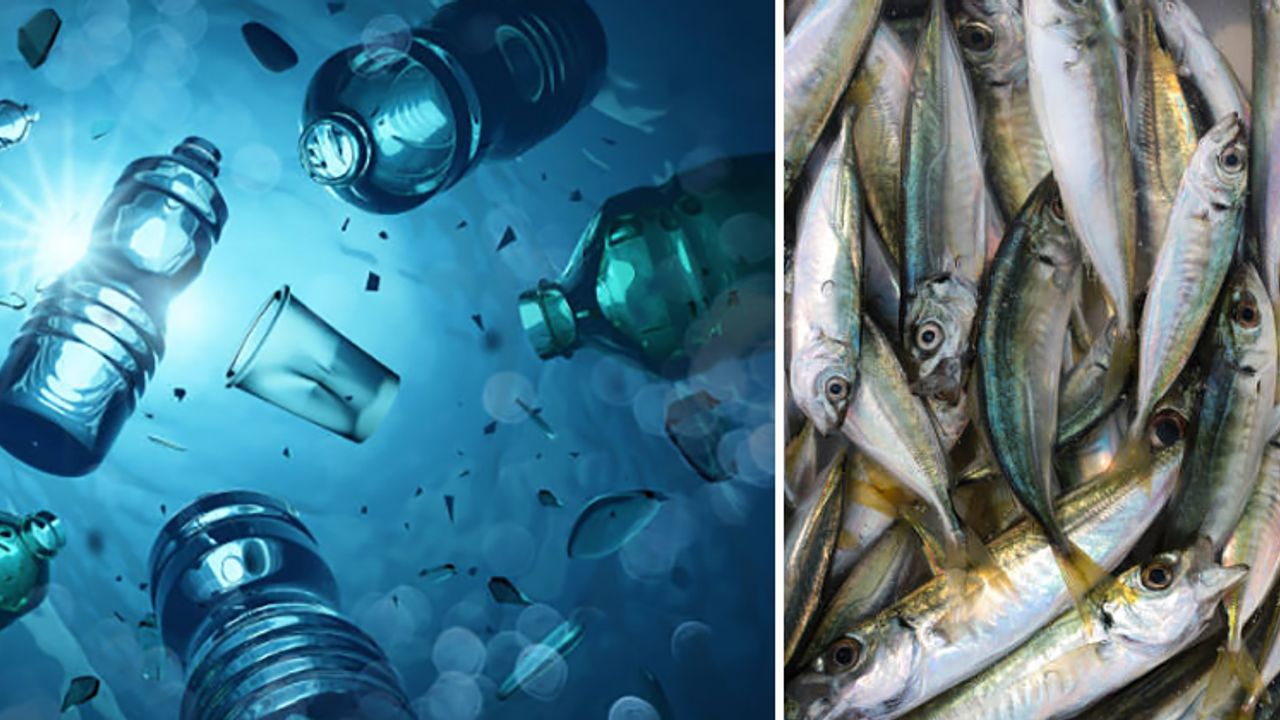 Marmara’da 12 balık türünde mikroplastik tespit edildi