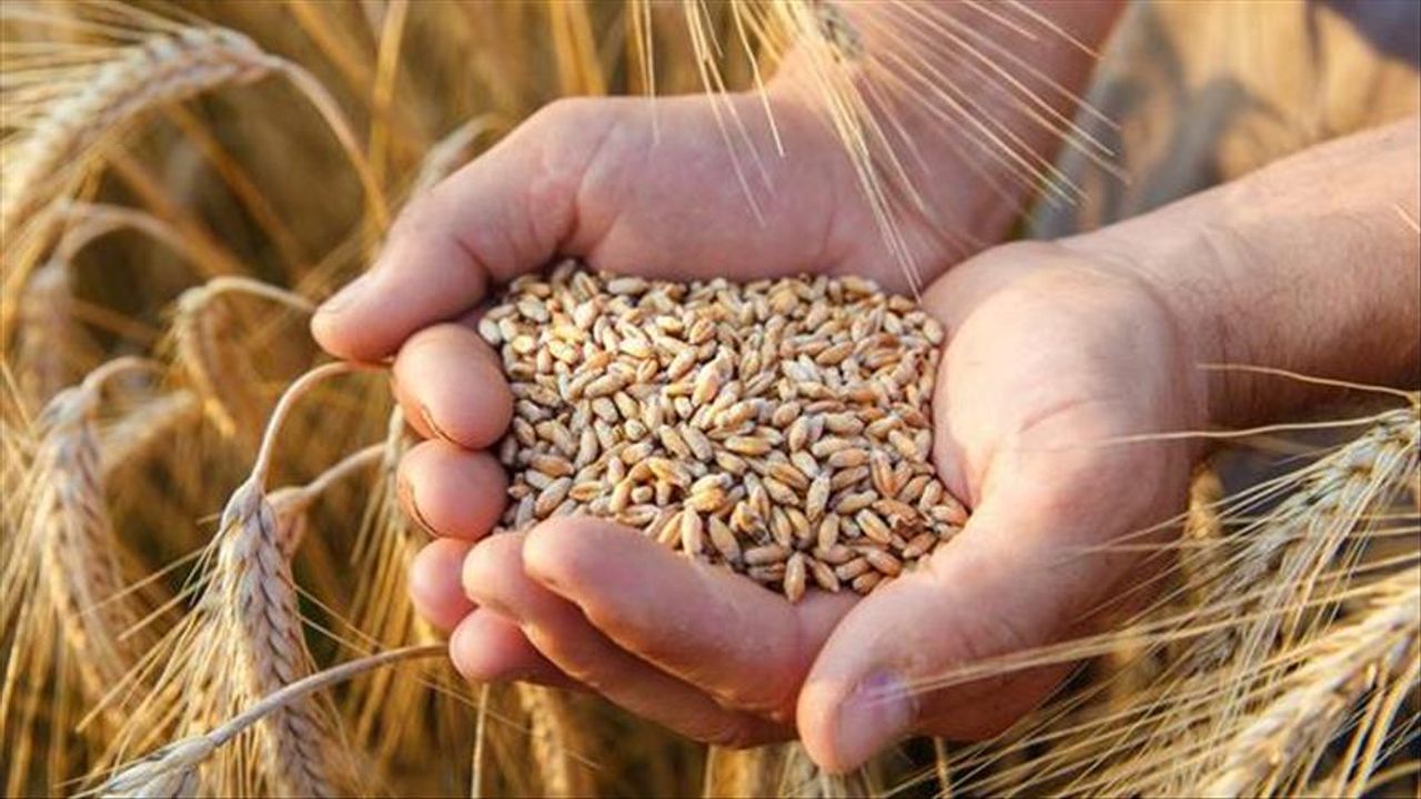 Bakanlık: Hindistan'dan buğday ithal etmiyoruz