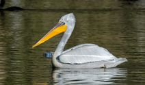 Kars Barajı, pelikanlara ev sahipliği yapıyor
