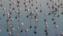Düden Gölü’nde flamingoların görsel şöleni