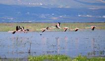 Marmara Gölü yıllar sonra yeniden göçmen kuşları ağırlıyor