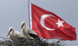 Leylekler yuvalarına döndü