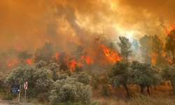 Mahalle tahliye ediyor! Muğla'da orman yangını