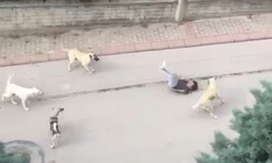 Sakarya'da sahipsiz köpeğin saldırdığı kız çocuğu yaralandı