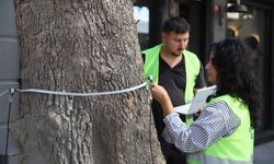 Kartal Belediyesi’nden Çevre ve İnsan Odaklı Uygulama: Akustik Tomografi Yöntemiyle Ağaçların Röntgeni Çekiliyor