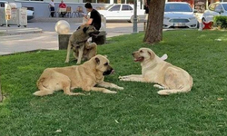 Başıboş köpekler için yeni önlemler