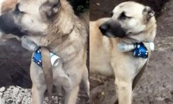 Böyle canilik görülmedi! Köpeğe bomba bağlayıp askerlerin arasına gönderdiler