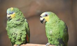Trabzon'da Kuş Parkı hizmete açıldı