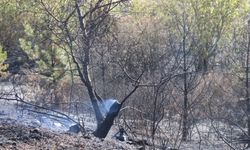 TEM kenarındaki ormanda çıkan yangın söndürüldü: 10 dönüm alan zarar gördü