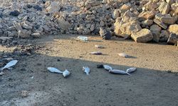 İskenderun Sahili'nde toplu balık ölümleri: İnceleme başlatıldı 