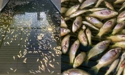 Edirne'de sulama kanalında oksijensiz kalan yüzlerce balık öldü 