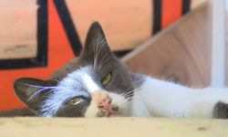 Sultangazi'de anne kediyi yavrularına kavuşturmak için camiden anonsla çağrı