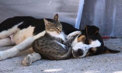 Kedi-köpek araştırması: Hangisinin daha çok sevildiği ortaya çıktı