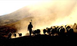 2022 yılında 12 bin lira çoban desteği 2023'de 30 bin TL oldu