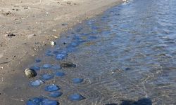Foça'da denizanası istilası kasım ayında da devam ediyor
