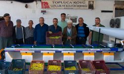 Zeytin Üreticilerinin Yüzü Mersin Büyükşehir Belediyesi İle Gülüyor