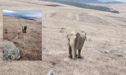 Ardahan'da çobanın çektiği fil fotoğrafı, ekipleri alarma geçirdi! Valilikten açıklama geldi