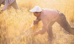 Çiftçilere 783 milyonluk tarımsal destek