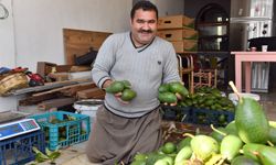 Mersin Büyükşehir'in Tarımsal Destekleri İle Avokado Üreticileri Hasat Yaptı
