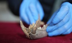 Mardin'de 1500 yıllık Anadolu leoparı kemikleri bulundu