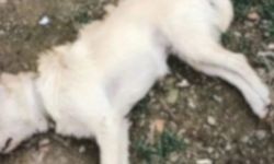 Gökçeada'da köpek katliamı: Çok kuvvetli zehir tespit edildi