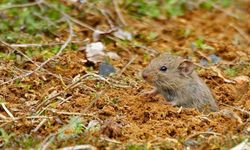 Sivas'ta tarlaları tarla fareleri tehdit ediyor