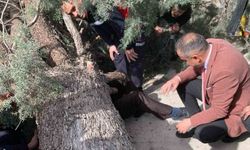 Burdur'da ağaç devrildi: Saadet Partisi başkan adayı ağaç altında kaldı