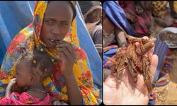 Savaş ve kıtlığın pençesindeki Sudanlılar, hayatta kalmak için çekirge yemek zorunda
