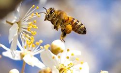 Bakanlıktan "arı ürünleri" kararı