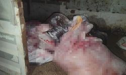 İstanbul'da at eti baskını: Kamyonette at eti ve sakatat, ahırda 3 at bulundu