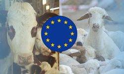 Avrupa Birliği ülkelerinde hayvan sayısı geriledi