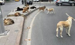 Saadet Bursa’dan sokak hayvanları için kanun teklifi