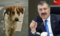 Sağlık Bakanı Fahrettin Koca'dan sokak köpeklerine ilişkin açıklama