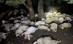 Sağanak sırasında yıldırım düştü, 76 koyun telef oldu