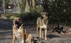 Niğde Belediyesinden sahipsiz köpeklerle ilgili iddialara yanıt