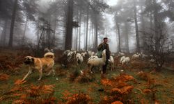 14.'sü düzenlenen "Tarım, Orman ve İnsan Fotoğraf Yarışması" uluslararası boyuta taşındı