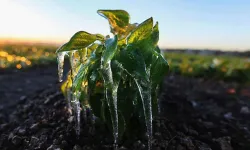 Meteorolojiden zirai don uyarısı