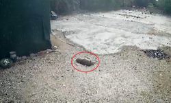 Otoparkta yatan köpeğini aracıyla ezen komşusundan şikayetçi oldu