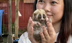 Nesli tükenme tehlikesinde olan "yavaş Loris" Bangkok'ta turistlerden para kazanmak için kullanılıyor