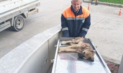 Belediye personeli, yaralı köpeği hastaneye yetiştirdi