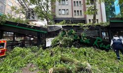 Kocaeli'de şiddetli rüzgarda devrilen çınar ağacı kafede hasara yol açtı