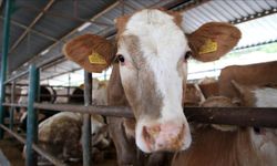 Kurbanlık seçiminde "küpe ve belge" uyarısı