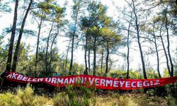 Danıştay'dan Akbelen kararı: ÇED muafiyeti yeniden incelenecek