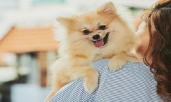 Pomeranian Köpek Sahiplenecekler İçin 8 Tavsiye
