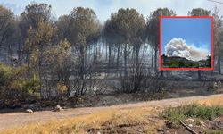 Manisa Soma'da orman yangını çıktı