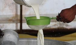 Toplanan süt miktarı, Haziran 2025'te yüzde 6,5 oranında azalarak 934 bin 745 ton oldu