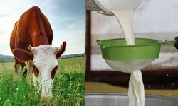 TÜİK: Toplanan inek sütü miktarı, Eylül 2025'te %1,7 azaldı